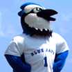 The Blue Jay