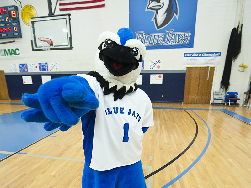 Blue Jay