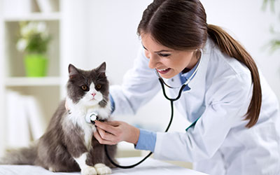 Veterinary Medicine