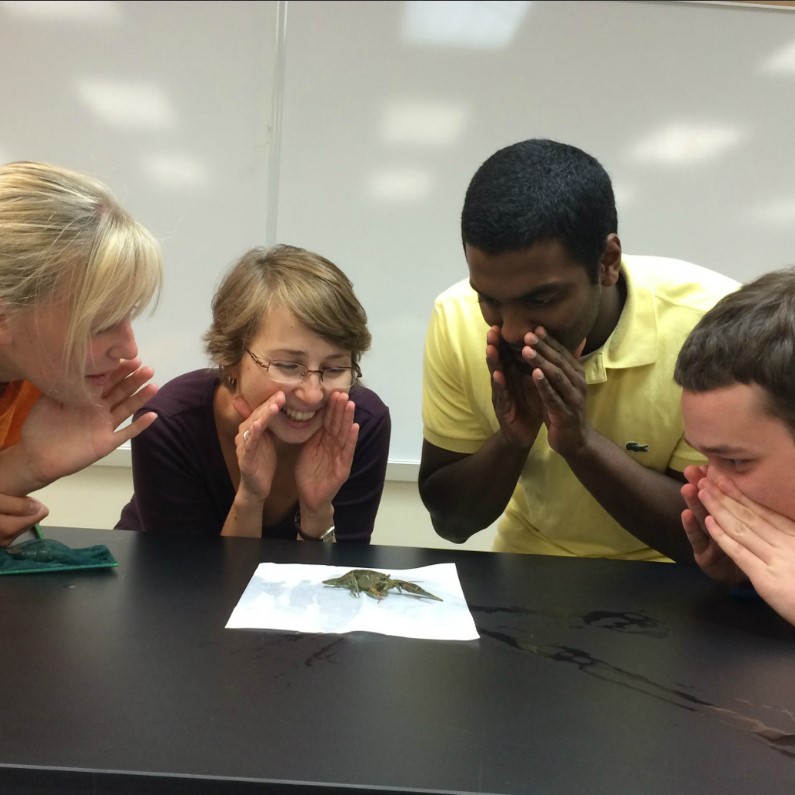 Turtle Lab