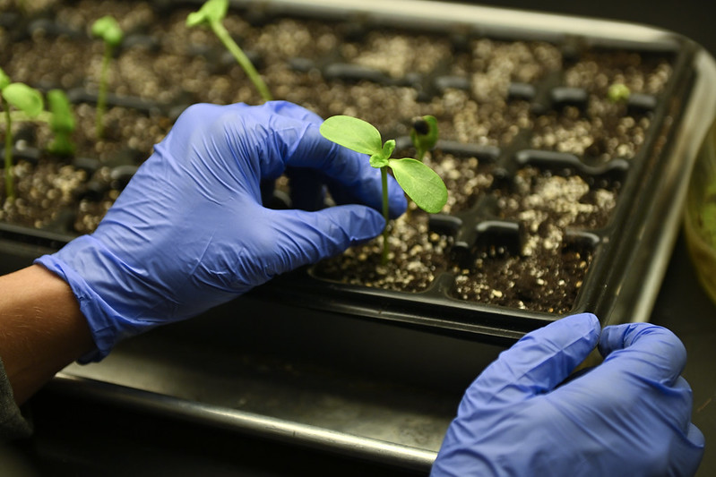 planting a plant