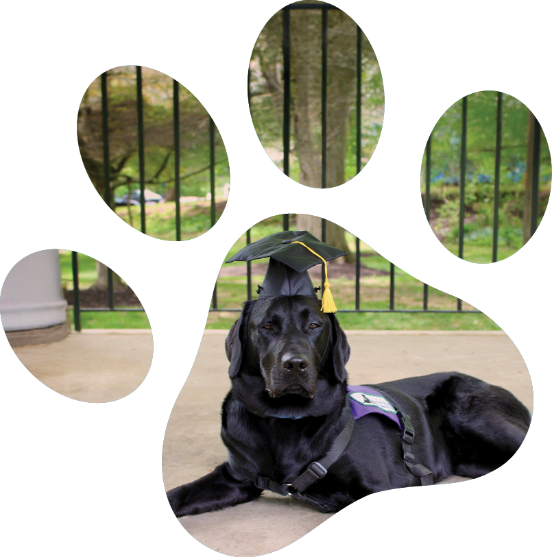 Paw print photo collage