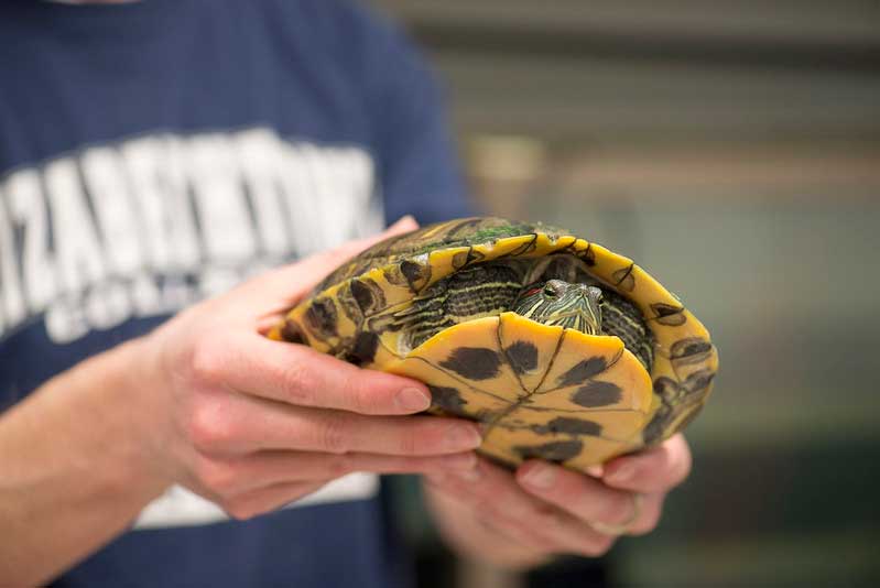 turtle project